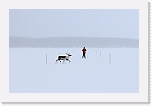 reindeer on icy lake7897 * 800 x 517 * (46KB)